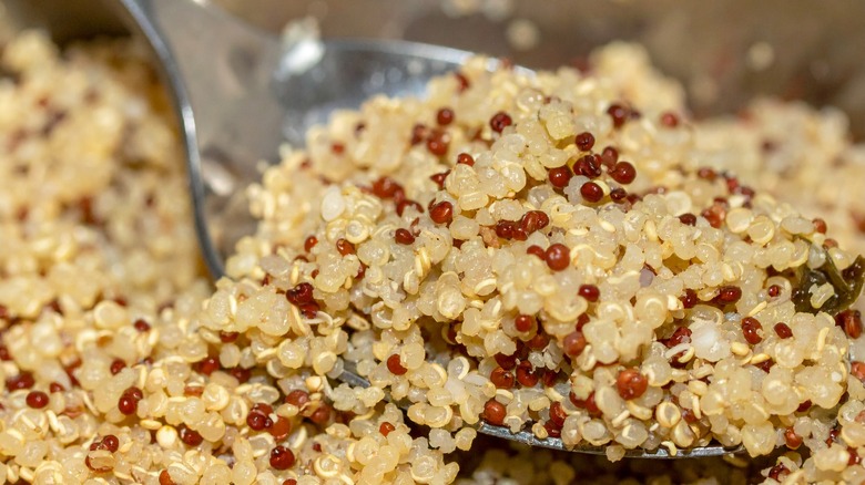 Spoonful of cooked quinoa
