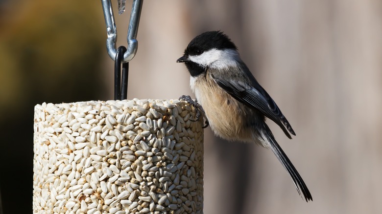 Chickadee on safflower seed feeder