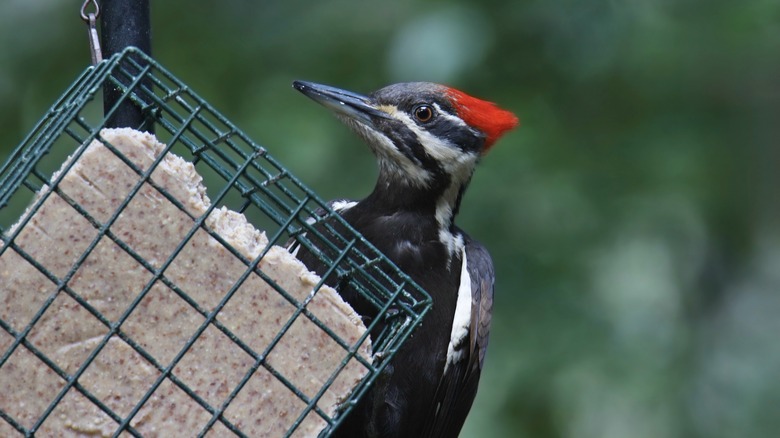 Woodpecker feeding on a suet cake in a cage feeder