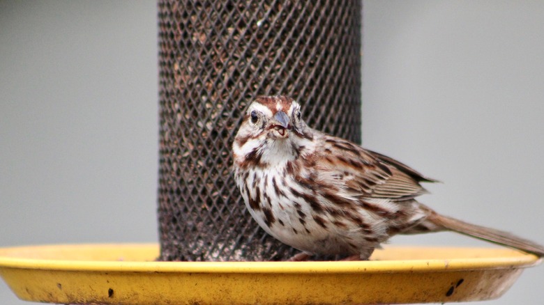 Bird eating thistle seed from feeder