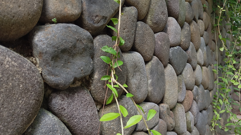 Close up up grey stone fence with hanging ivy