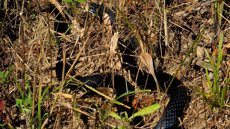 Black snake camouflaging itself in a garden