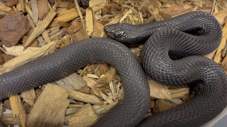 Black pine snake slithering
