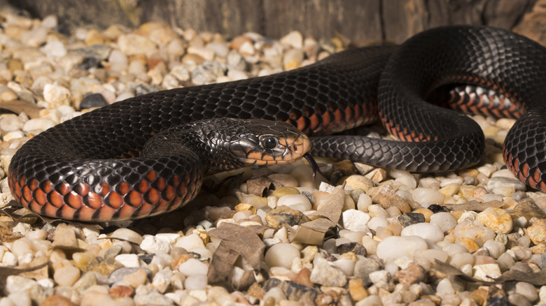 Red bellied black snake on gravel