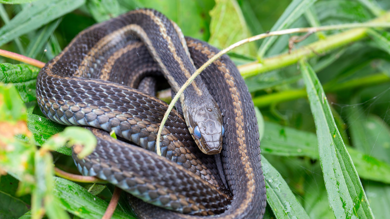 Black garter snake coiled in the grass