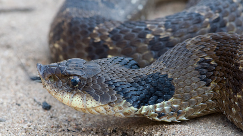 Eastern hognose snake on the ground