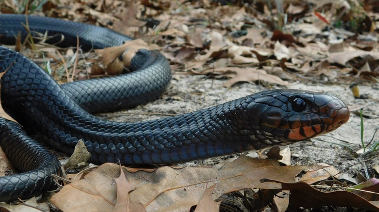 Eastern indigo snake with orange chin