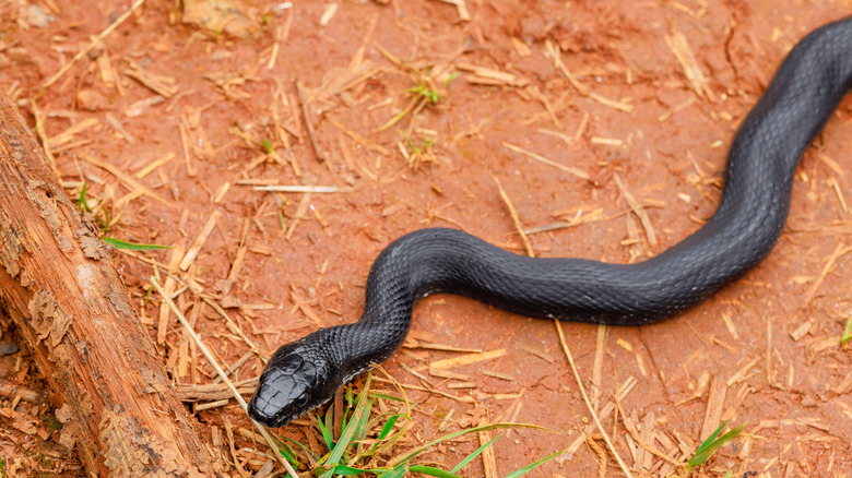 Black Eastern rat snake slithering on soil