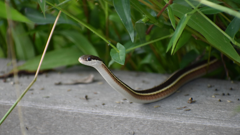 Eastern ribbon snake peeking out from a bush