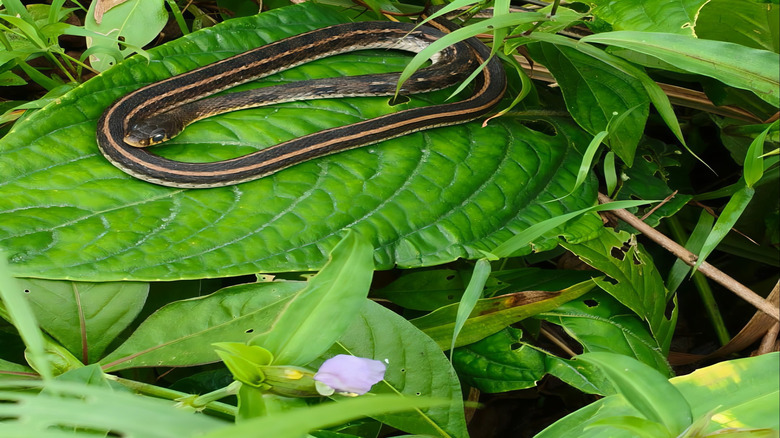 Black striped snake resting on a large leaf