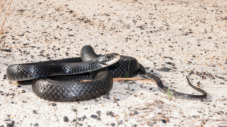 North American black racer snake coiled on the sand