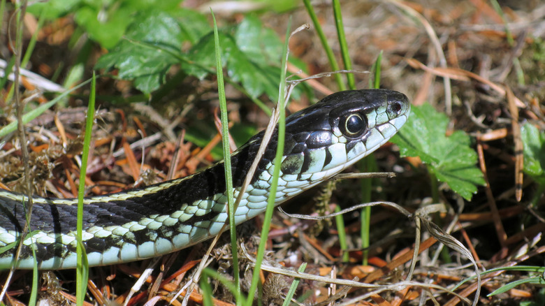Puget Sound garter snake in grass