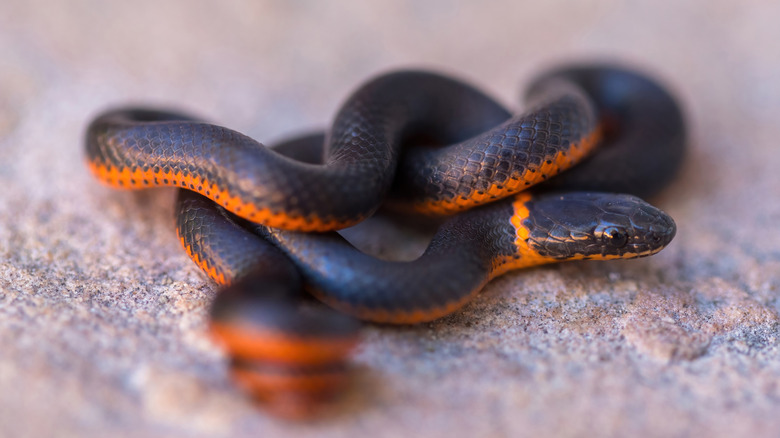Black ring-necked snake coiled up