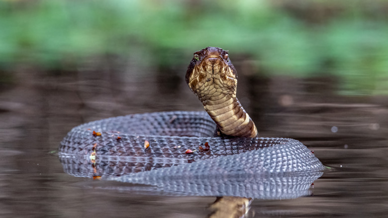 Black water moccasin snake coiled in the water