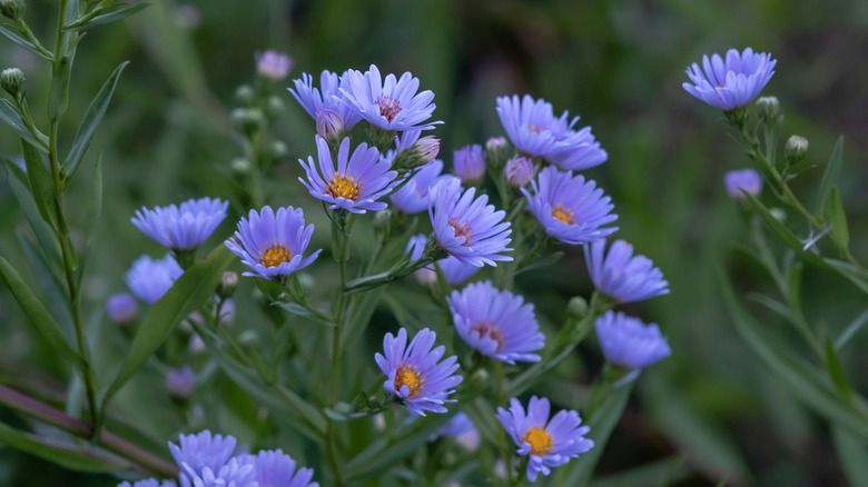 New York asters with blue flowers