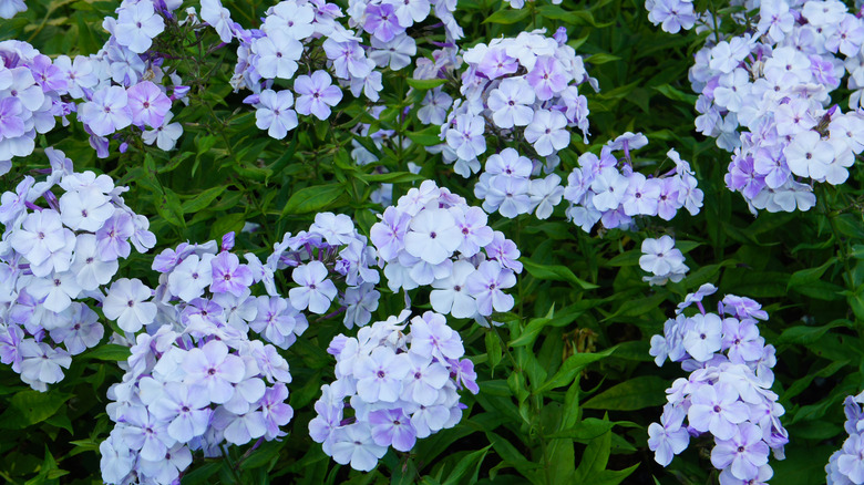 Autumn phlox with blue flowers