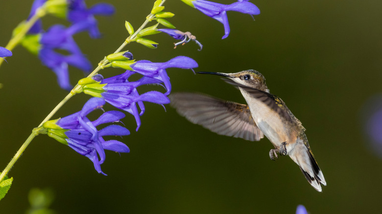 Hummingbird feeding from blue anise sage flowers