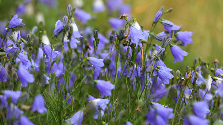 Bluebell flowers