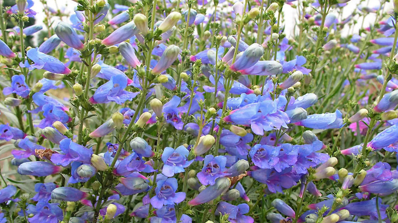 'Electric Blue' Penstemon flowers