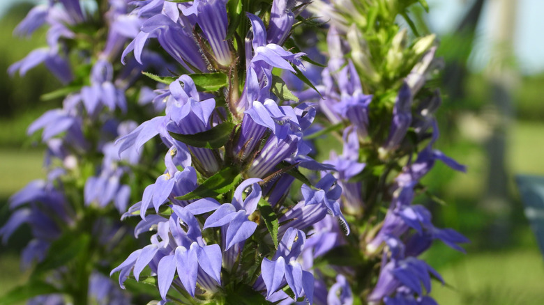 Close up of great blue lobelia blooms