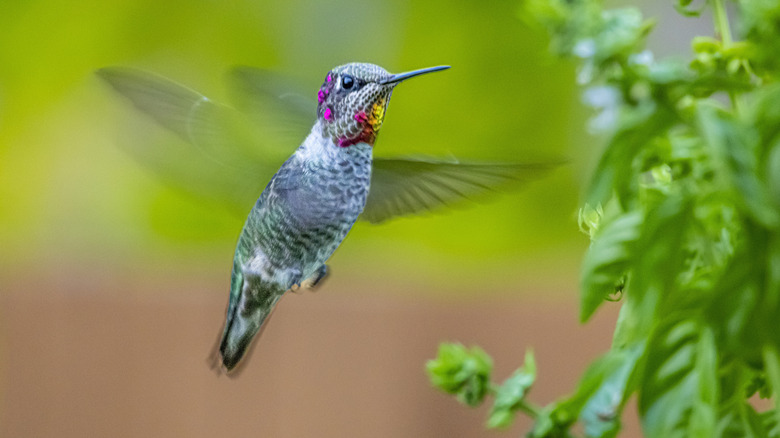 A hummingbird approaching a plant in mid-air