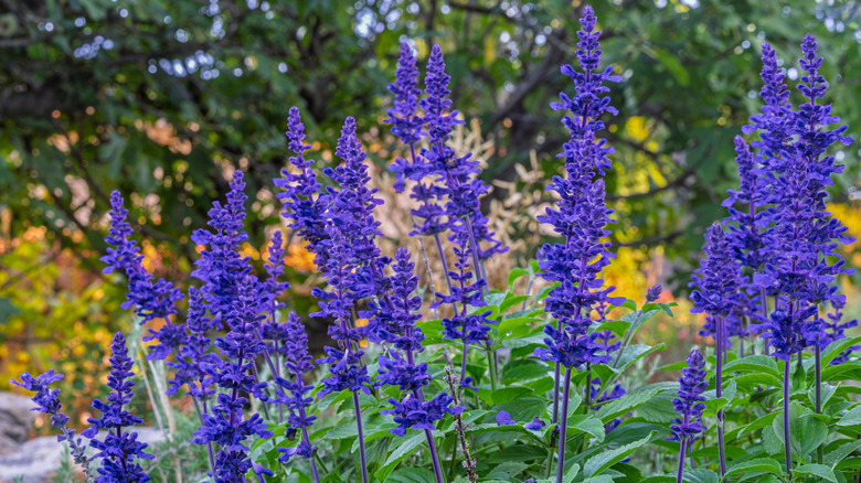 Bright blue mealy sage flower spikes