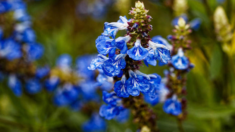 The bright blue flowers of a pitcher sage plant