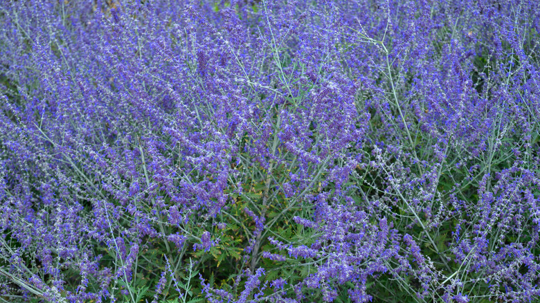 Russian sage covered with blue flowers