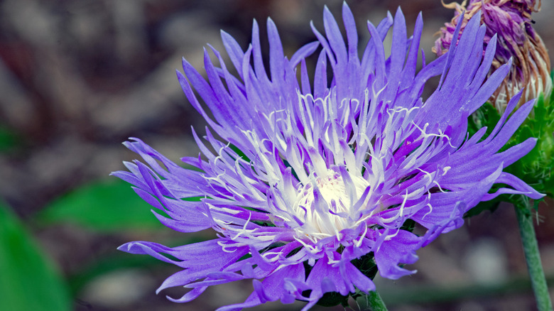 Close up of a blue Stoke's aster flower