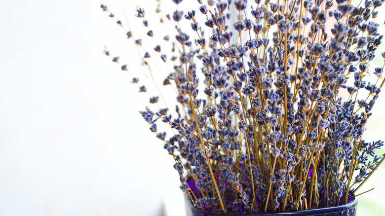 A large bunch of lavender sits in a vase.