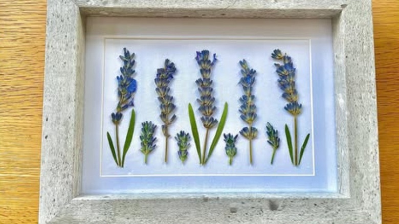 A gray frame houses dried lavender flowers arranged by size.