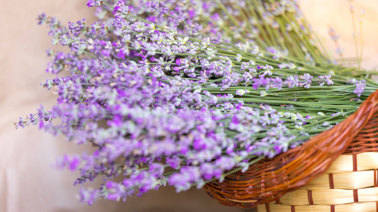 A bundle of fresh lavender lies in a basket.