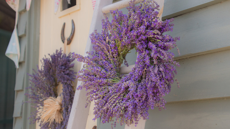 Lavender wreaths hang on ladder and wall outside a house.