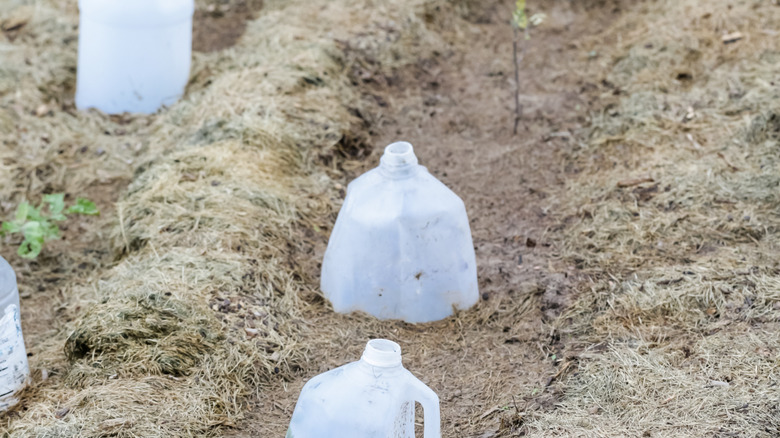Two empty milk jugs are shown in the foreground in a garden bed, with more bottles in the background