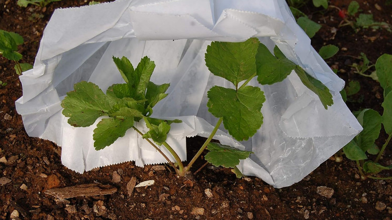 A commercial product called a hot cap protects a young plant.