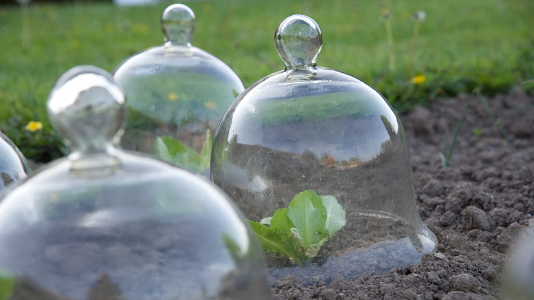A group of four glass garden cloches cover individual lettuce plants in a garden bed