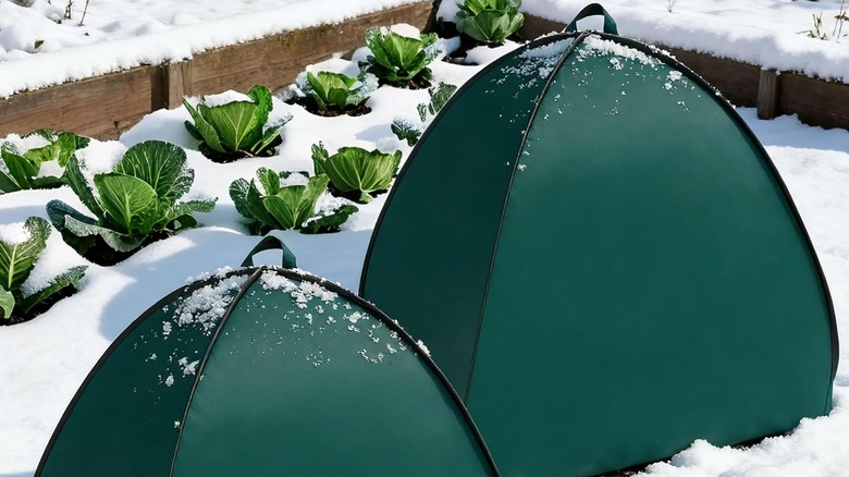 Two frost tents are seen in front of a double row of cabbages in the snow