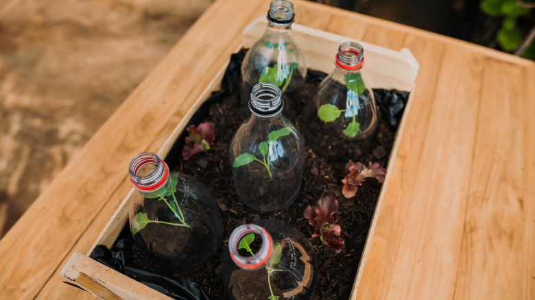 The tops of five plastic soda bottles are set over a tray of seedlings on a garden bench