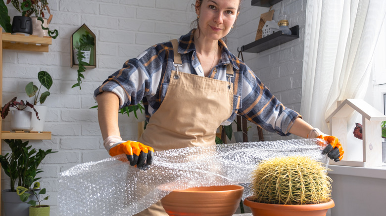 A woman is wrapping a potted cactus in bubble wrap
