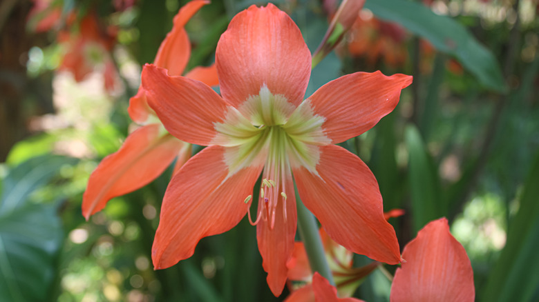 An orange amaryllis blooming outdoors