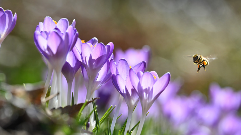 A bee flying around purple crocus flowers