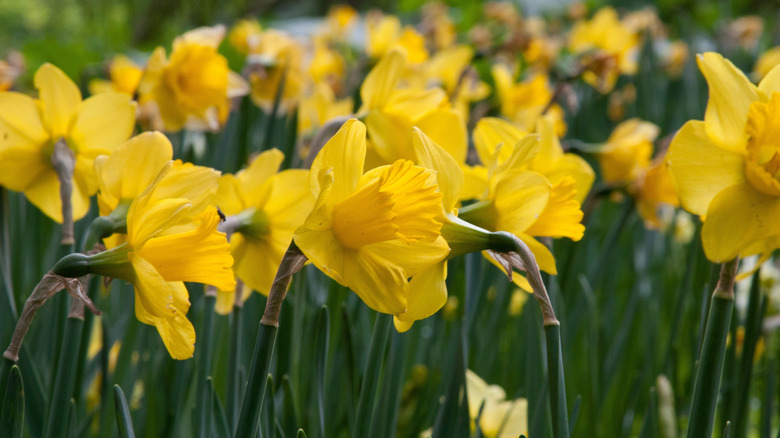 Yellow daffodil blooms outdoors