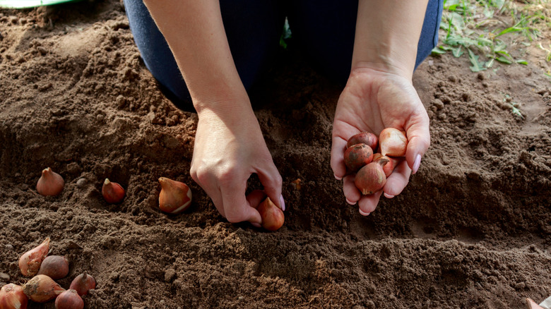 A person planting bulbs in a line in soil