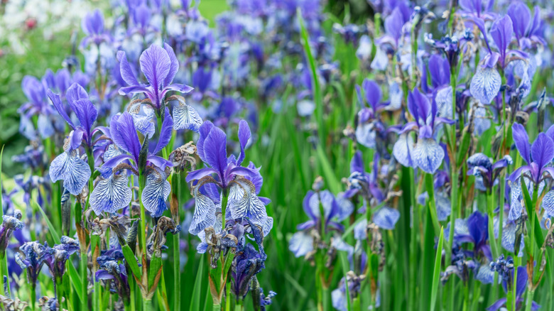 Blue and purple irises blooming in a garden