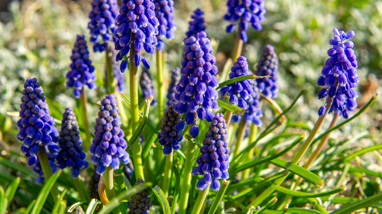 Grape hyacinths blooming with vibrant indigo petals