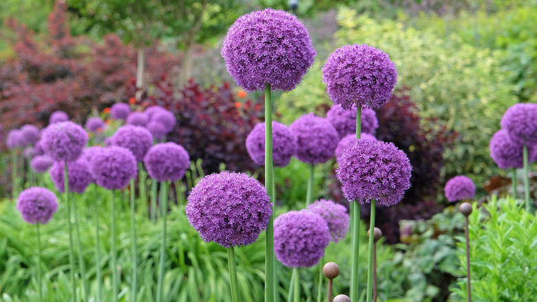 Round tops of ornamental onions flowering with purple blooms