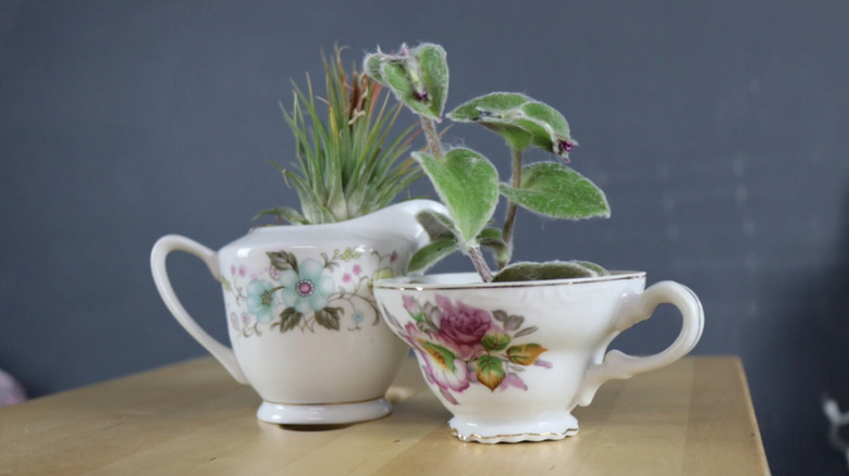 Plant cuttings in a teacup and cream pitcher
