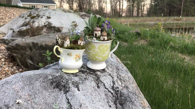 Fairy gardens in teacups