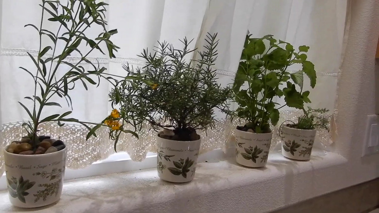 A variety of herbs in cups on a windowsill
