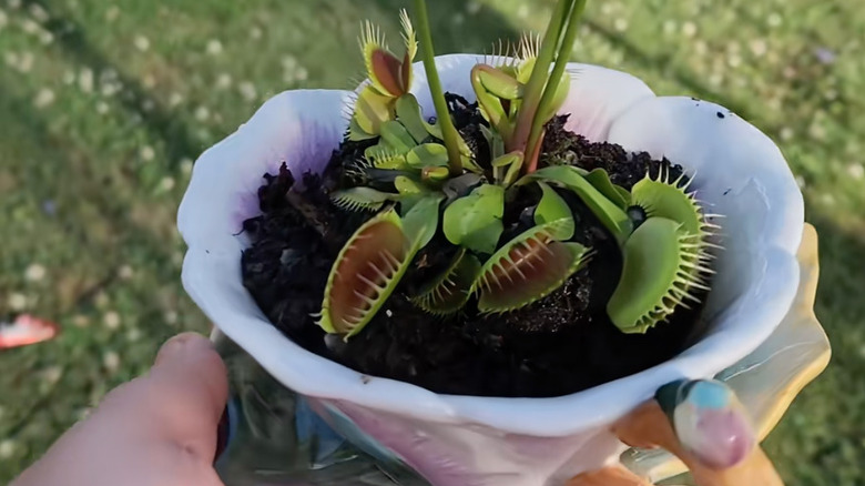 Venus fly trap in a teacup